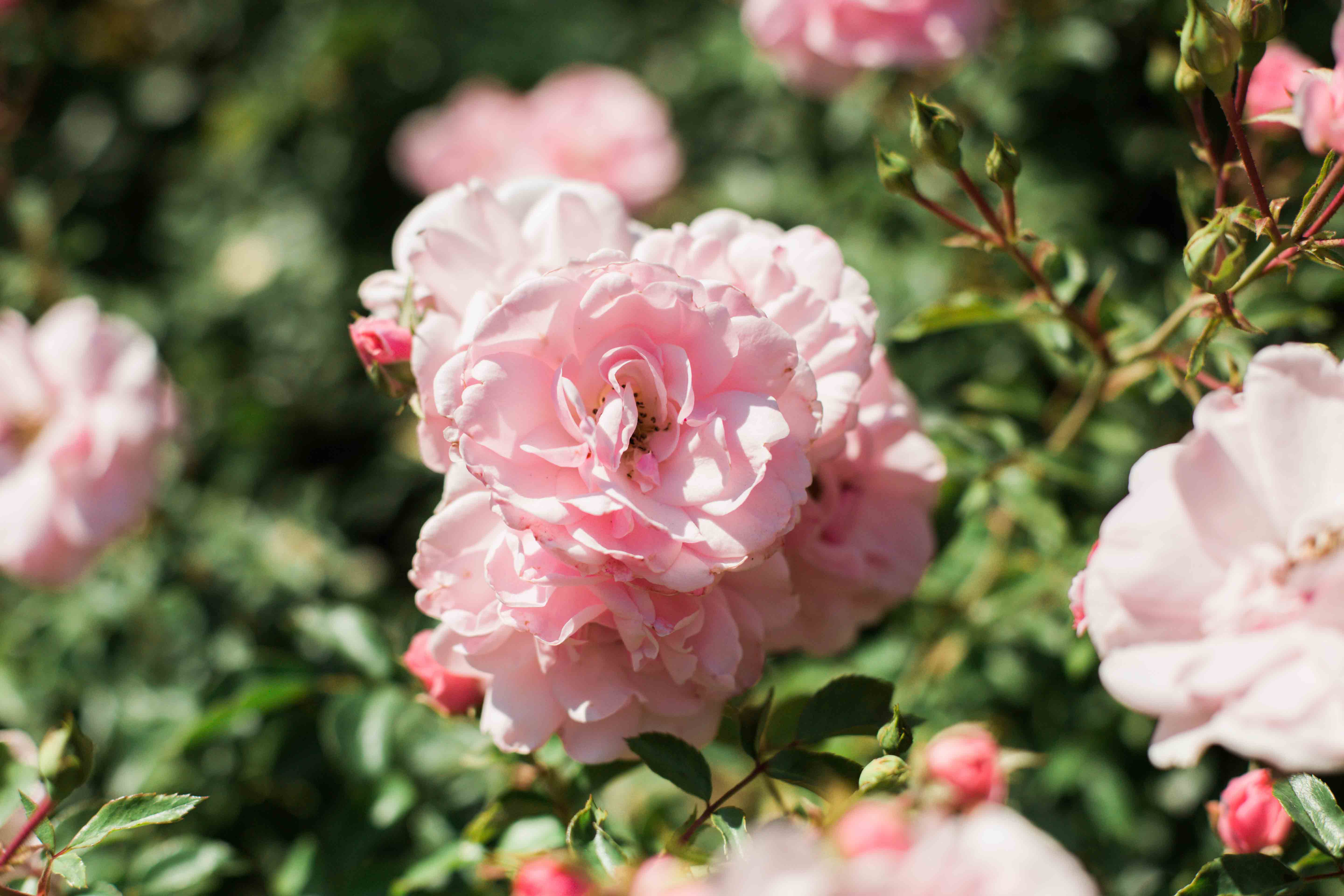 Kaitlan-Ian-Wedding-34