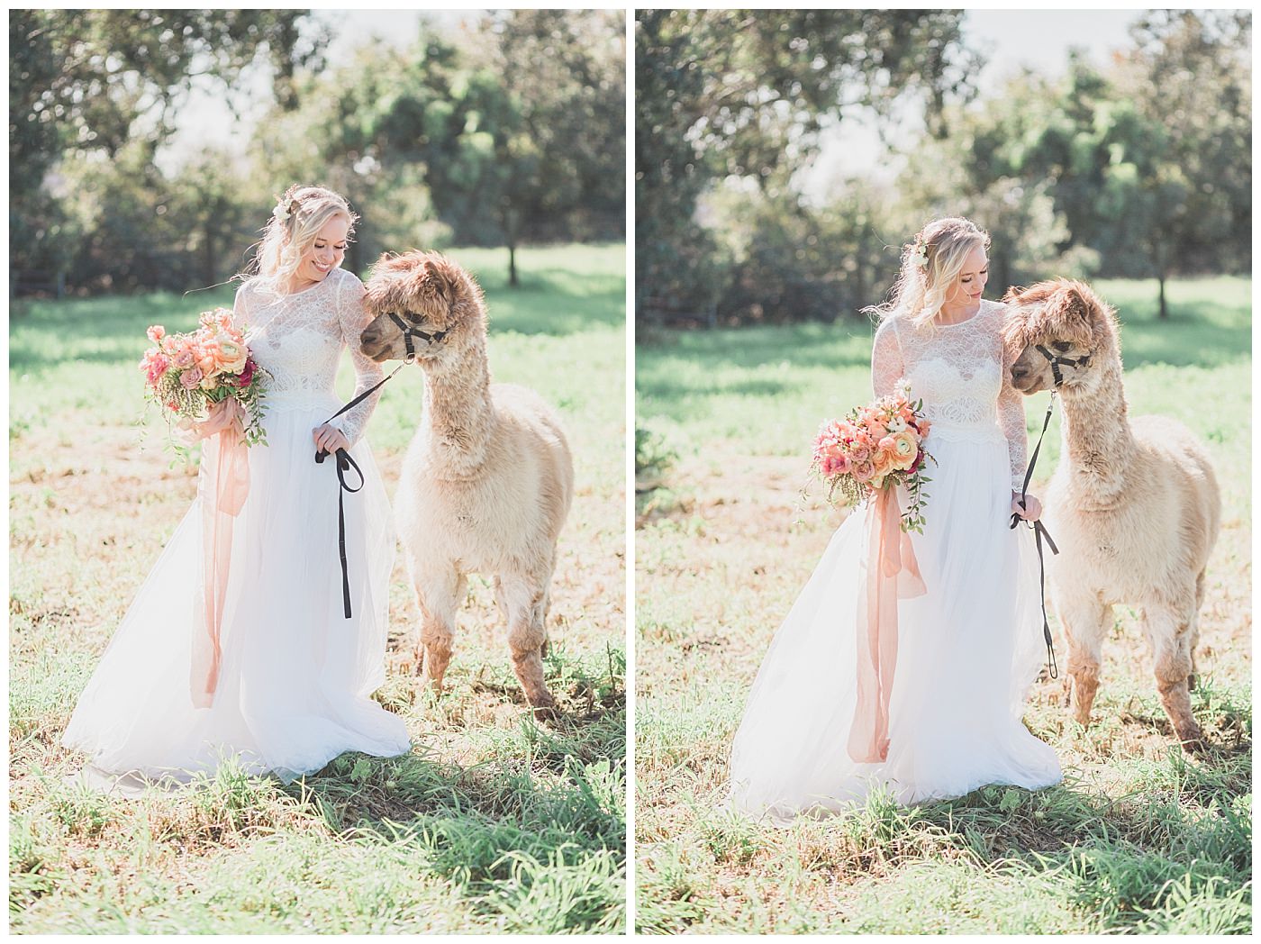 alpaca-wedding-inspo_0009