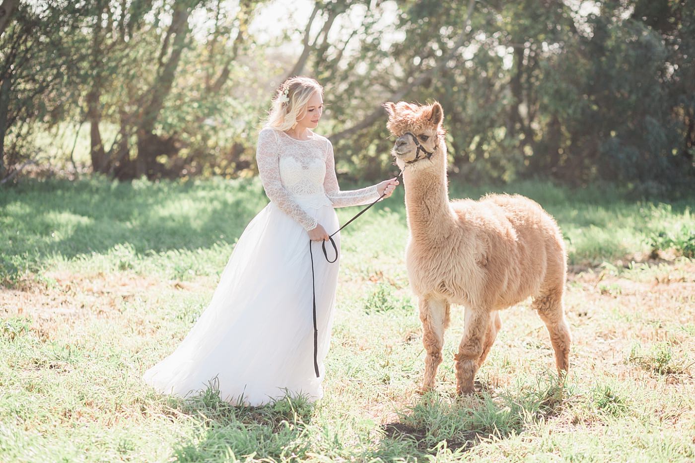 christy-mccarter-photography-alpaca-_0028
