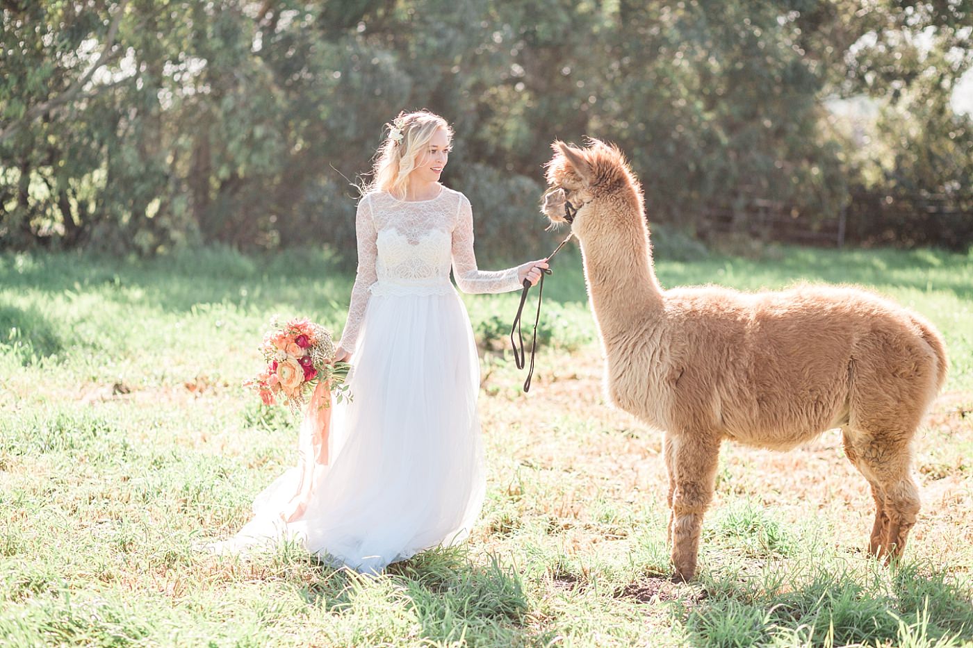 christy-mccarter-photography-alpaca-_0033