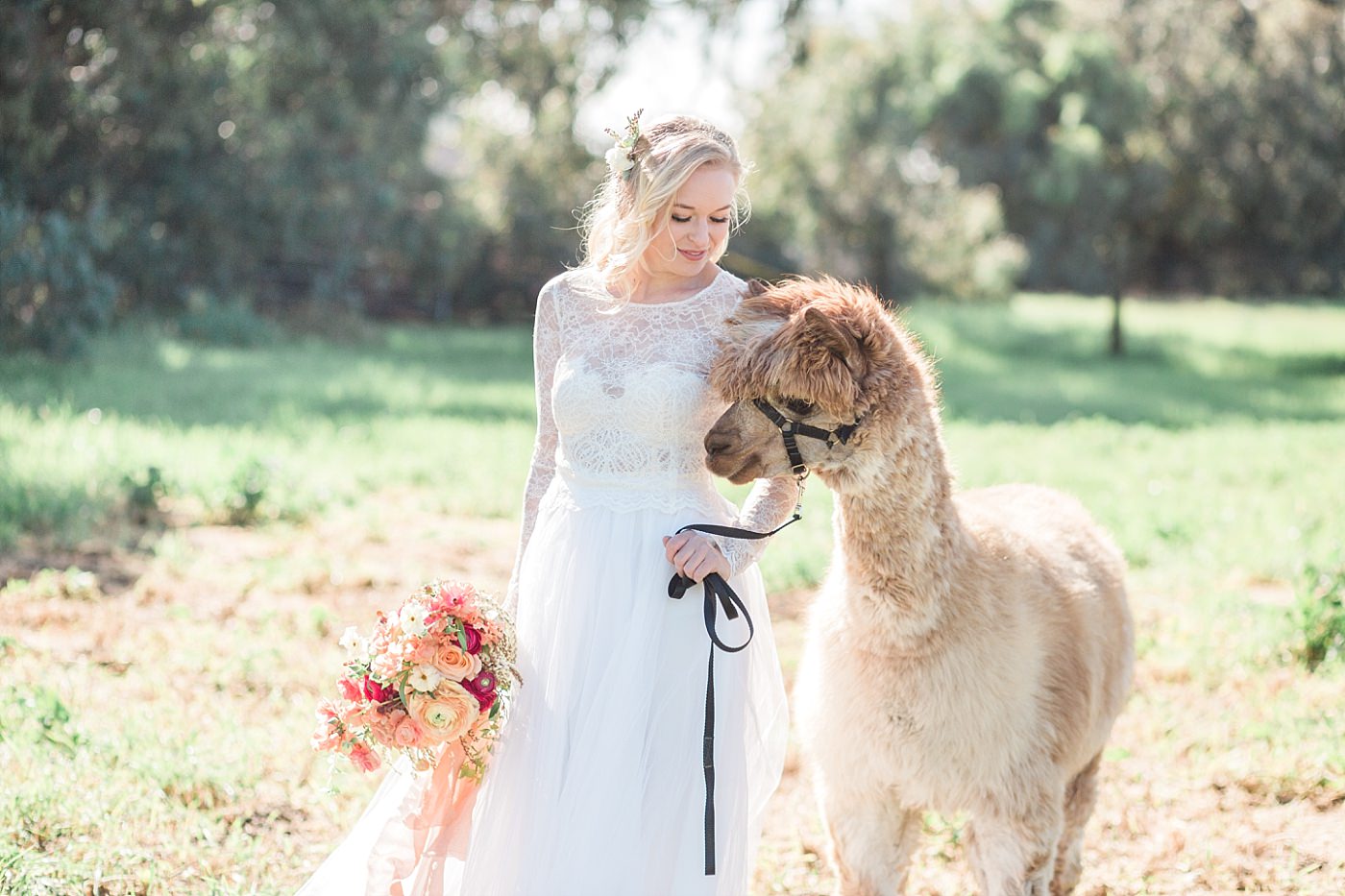 christy-mccarter-photography-alpaca-_0035
