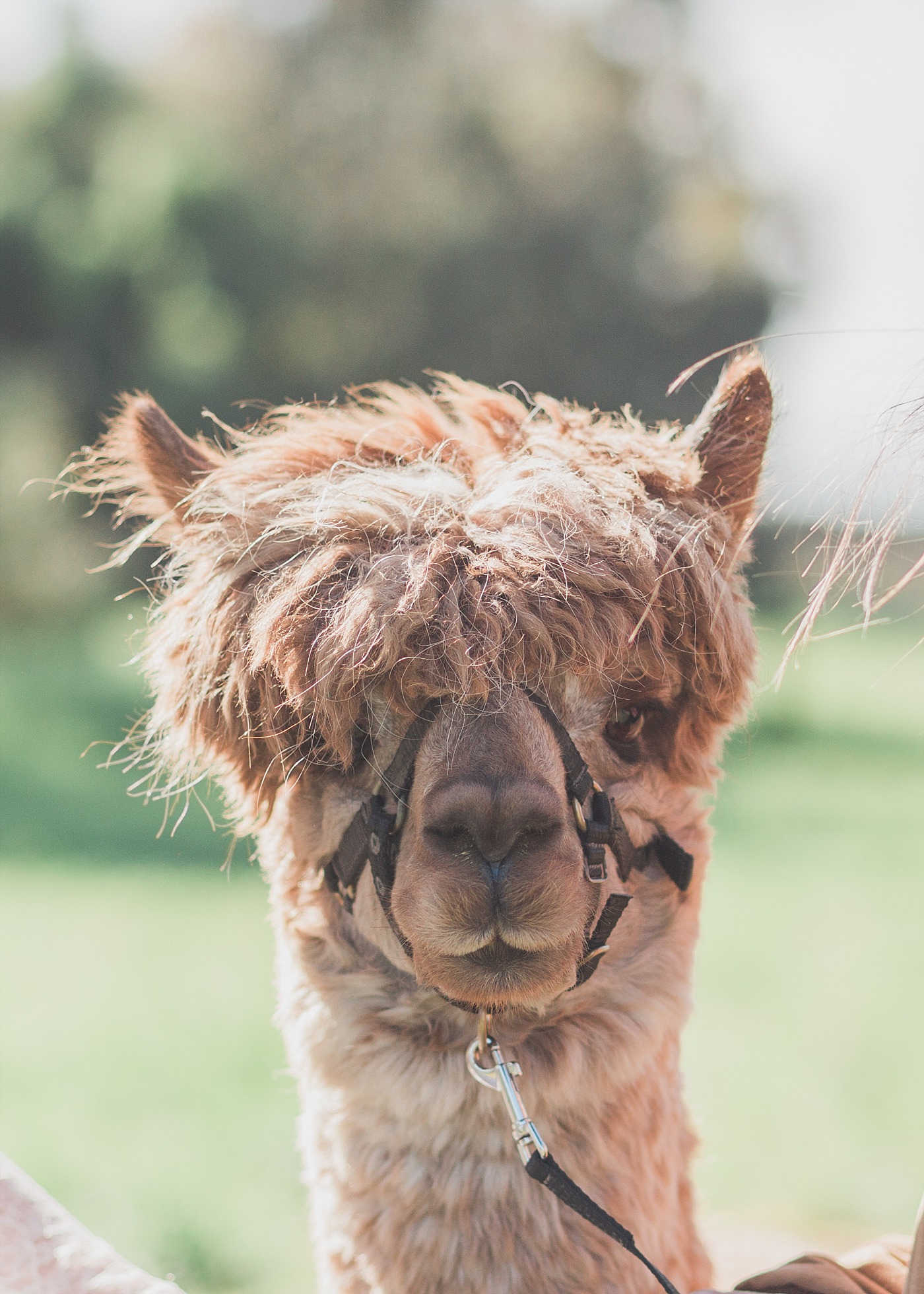 christy-mccarter-photography-alpaca-_0036-3