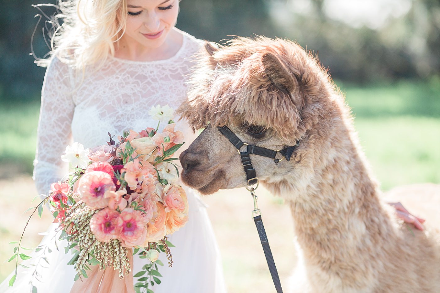 christy-mccarter-photography-alpaca-_0039
