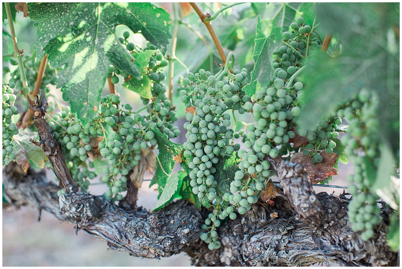 rios-lovell-livermore-wedding_0120