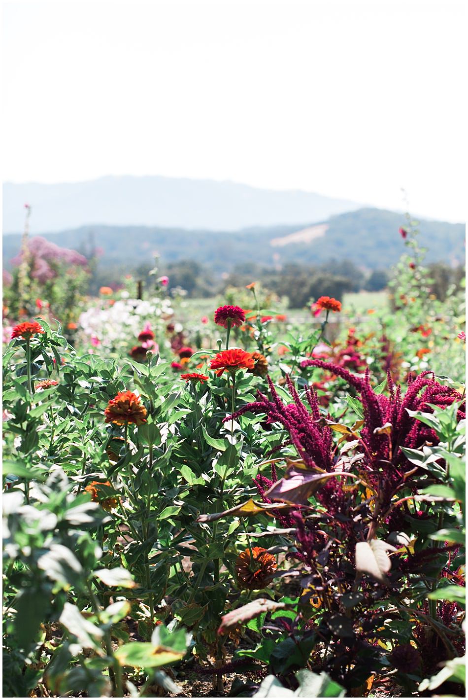 beltane+ranch+sonoma+wedding+ashby+mark_0019