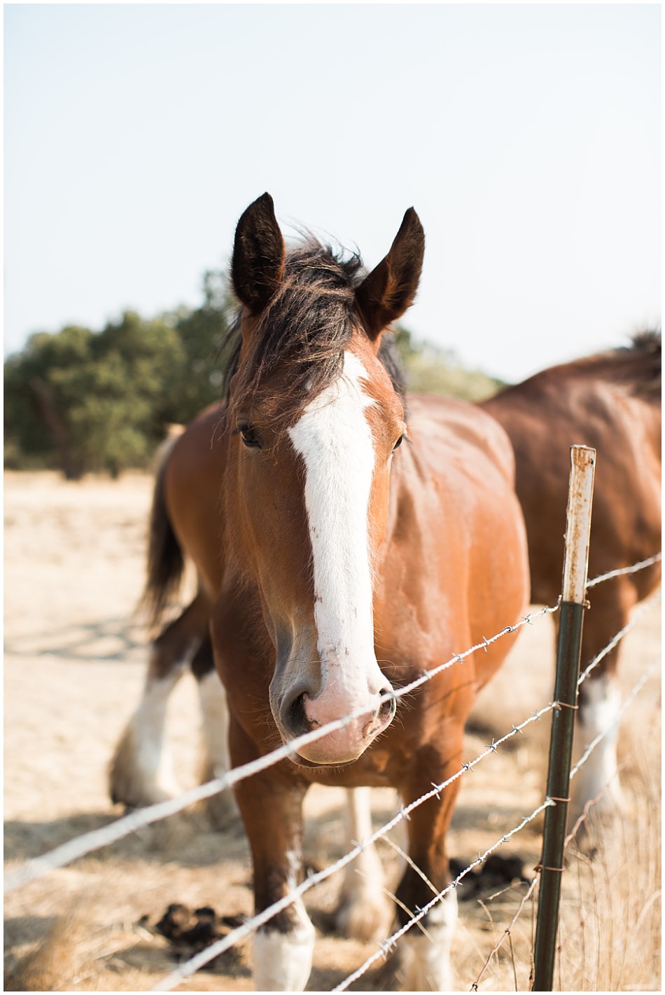 beltane+ranch+sonoma+wedding+ashby+mark_0044