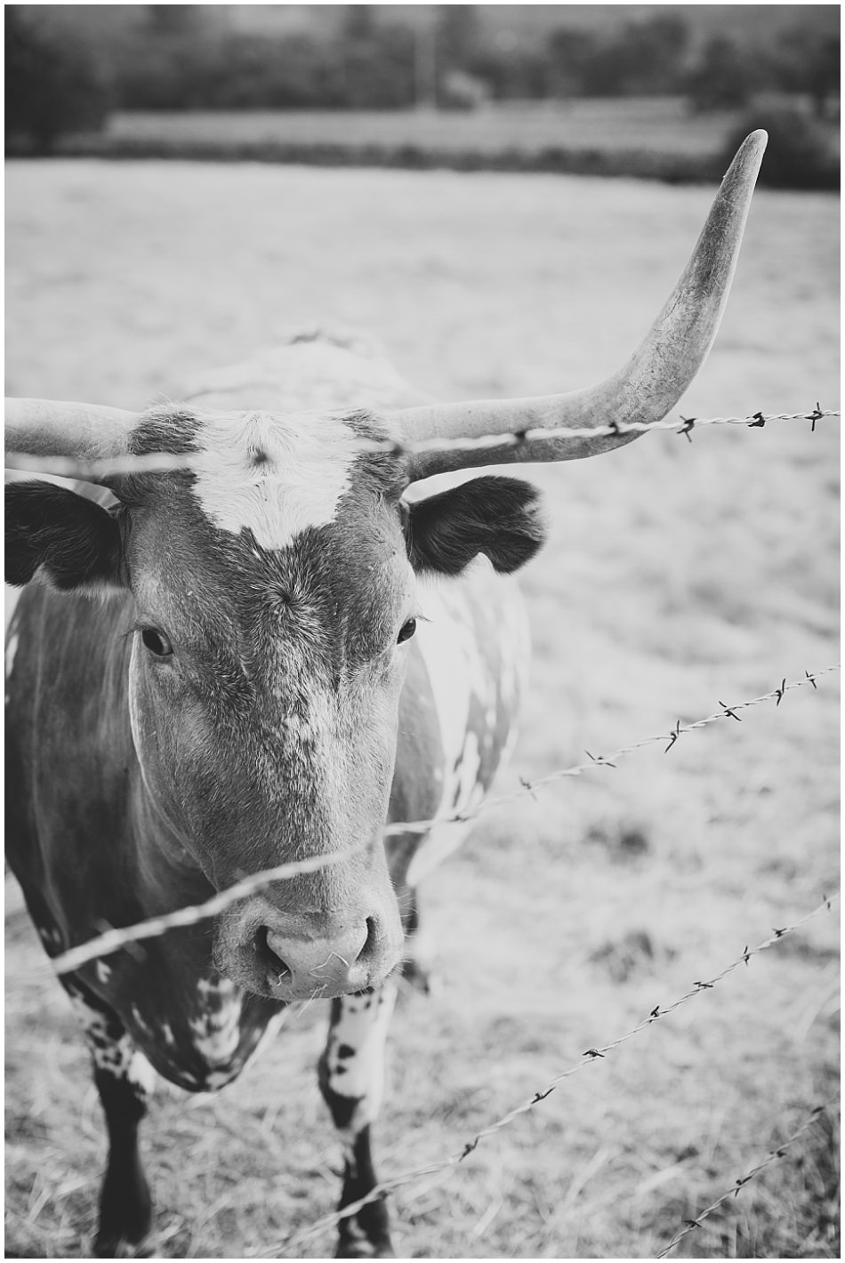 beltane+ranch+sonoma+wedding+ashby+mark_0082